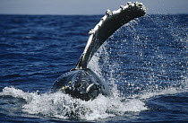 Humpback Whale (Megaptera novaeangliae) flipper slap, Hawaii