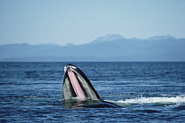 Humpback Whale (Megaptera novaeangliae) gulp feeding, showing baleen, Alaska