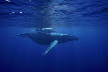 Humpback Whale (Megaptera novaeangliae) female with calf, Hawaii