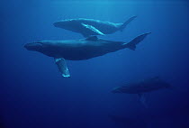 Humpback Whale (Megaptera novaeangliae) cow, large calf and two male escorts, Hawaii