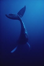 Humpback Whale (Megaptera novaeangliae) underwater, Hawaii