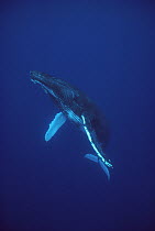 Humpback Whale (Megaptera novaeangliae) male singing, Hawaii