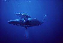 Humpback Whale (Megaptera novaeangliae) mother and calf, Hawaii