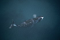 Bowhead Whale (Balaena mysticetus) in open water, Isabella Bay, Baffin Island, Canada