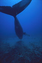 Humpback Whale (Megaptera novaeangliae) singing, missing one pectoral fin, Hawaii