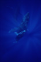 Humpback Whale (Megaptera novaeangliae) cow calf and escort, Maui, Hawaii