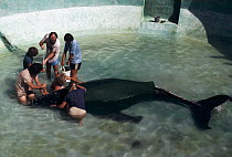 Humpback Whale (Megaptera novaeangliae) calf called Gigi was stranded and is being cared for at Sea World, San Diego, California