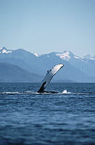 Humpback Whale (Megaptera novaeangliae) pectoral slap, Southeast Alaska