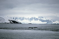 Humpback Whale (Megaptera novaeangliae) tail, Antarctica