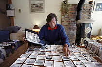 Humpback whale researcher Jim Darling reviewing ID photos i n his home, Vancouver Island, British Columbia, Canada