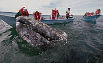 Gray Whale (Eschrichtius robustus) touched by tourists, San Ignacio Lagoon, Baja California, Mexico