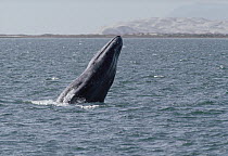 Gray Whale (Eschrichtius robustus) breaching, San Ignacio Lagoon, Baja California, Mexico