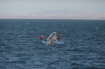 Gray Whale (Eschrichtius robustus) watched by tourists, San Ignacio Lagoon, Baja California, Mexico