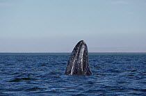 Gray Whale (Eschrichtius robustus) spyhopping, San Ignacio Lagoon, Baja California, Mexico