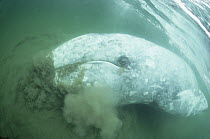 Gray Whale (Eschrichtius robustus) bottom feeding, Vancouver Island, British Columbia, Canada