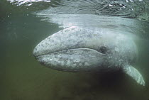 Gray Whale (Eschrichtius robustus) in shallows, Vancouver Island, British Columbia, Canada