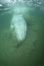 Gray Whale (Eschrichtius robustus) bottom feeding, Vancouver Islands, British Columbia, Canada