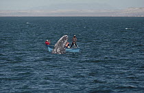 Gray Whale (Eschrichtius robustus) spyhopping, watched by tourists, San Ignacio Lagoon, Baja California, Mexico