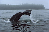 Gray Whale (Eschrichtius robustus) diving, Clayoquot Sound, British Columbia, Canada