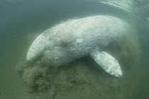 Gray Whale (Eschrichtius robustus) bottom feeding, Vancouver Island, British Columbia, Canada