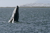 Gray Whale (Eschrichtius robustus) spyhopping in calving lagoon, Baja California, Mexico