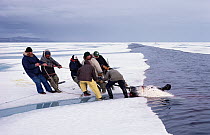 Narwhal (Monodon monoceros) being hauled out by Inuits, Baffin Island, Canada