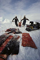 Narwhal (Monodon monoceros) meat hauled by Inuits, Baffin Island, Canada