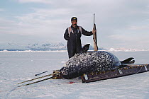 Narwhal (Monodon monoceros)carcass with two tusks with Inuit hunter, Baffin Island, Canada