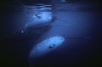Narwhal (Monodon monoceros) males underwater, Baffin Island, Nunavut, Canada