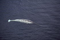 Narwhal (Monodon monoceros) swimming near water's surface, Baffin Island, Canada