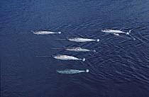 Narwhal (Monodon monoceros) aerial of pod, Lancaster Sound, Canada
