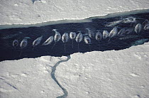 Narwhal (Monodon monoceros) group in ice break, Baffin Island, Nunavut, Canada