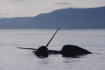 Narwhal (Monodon monoceros) two males fighting, Baffin Island, Canada