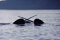 Narwhal (Monodon monoceros) males sparring over carcass of dead female, Baffin Island, Canada