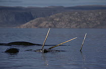 Narwhal (Monodon monoceros) group with tusks above surface, Baffin Island, Nunavut, Canada