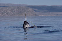 Narwhal (Monodon monoceros) males dueling, Baffin Island, Canada