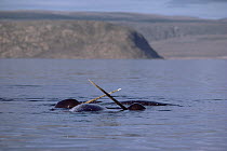 Narwhal (Monodon monoceros) fighting over carcass of dead female, Baffin Island, Canada