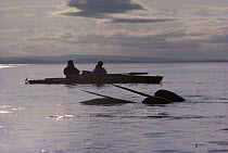 Researchers John Ford and Debbie Kavanagh looking for Narwhal (Monodon monoceros) from kayak, Baffin Island, Nunavut, Canada