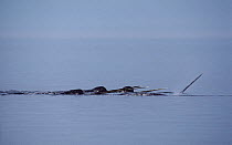 Narwhal (Monodon monoceros) group at water surface