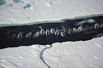 Narwhal (Monodon monoceros) group in ice break, Baffin Island, Nunavut, Canada