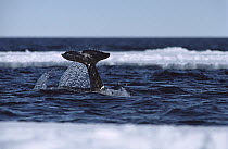 Narwhal (Monodon monoceros) fluke of diving whale, Baffin Island, Northwest Territories, Canada