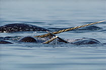 Narwhal (Monodon monoceros) males fighting, Canada