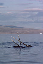 Narwhal (Monodon monoceros) fighting males with crossed tusks, Baffin Island, Canada