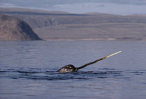 Narwhal (Monodon monoceros) surfacing, Baffin Island, Nunavut, Canada