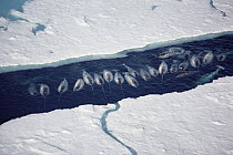 Narwhal (Monodon monoceros) group in ice break