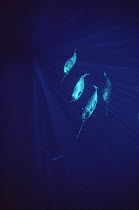 Narwhal (Monodon monoceros) pod underwater