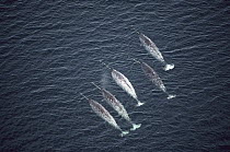 Narwhal (Monodon monoceros) aerial view of five males swimming near water surface, Baffin Island, Canada