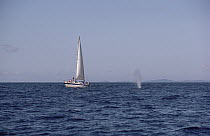 Blue Whale (Balaenoptera musculus) spouting near sail boat,