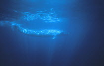 Blue Whale (Balaenoptera musculus) swimming, Sri Lanka