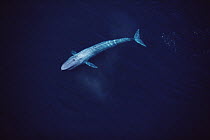Blue Whale (Balaenoptera musculus) aerial view of an 80 foot individual, Sea of Cortez, Mexico